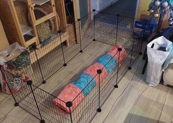 Klatka dla świnki morskiej kojec wybieg duża przestrzeń