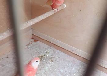 Papugi lilianki para