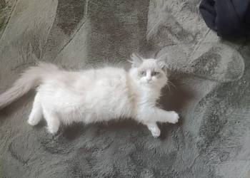 Kotka Ragdoll z międzynarodowym rodowodem