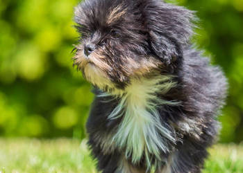 Piesek Lhasa Apso kuzyn Shih Tzu - GOTOWY DO ODBIORU !!!