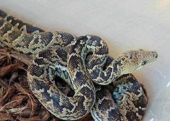 Parka boa kubańskich