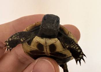 Żółw żółwie lądowe greckie Testudo hermanni młode 2025 okazja cala Polska