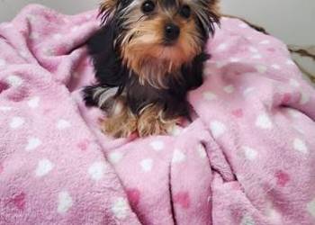 Piękna Malutka Sunia yorkshire terrier