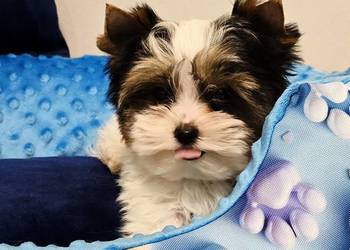 Cudowny bardzo malutki piesek 100% BIEWER York Do odbioru Yorki