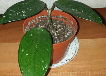 Hoya , hoja, kwiat rosnący