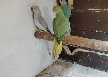 Aleksandrety obrożne g/o