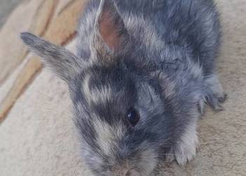 Króliki miniaturki młode