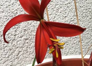Sprekelia