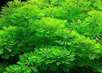 Limnophila sessiliflora - roślina akwariowa