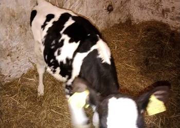 Sprzedam jaóweczke biało czarna