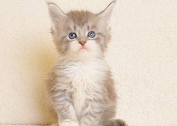 Przepiękna koteczka Maine Coon - Legalna hodowla