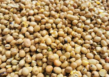 Bobik, zbiór 2025 Bobik, zbiór 2025