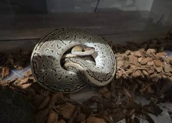 Pytony lrolewskie 5 na sprzedaż