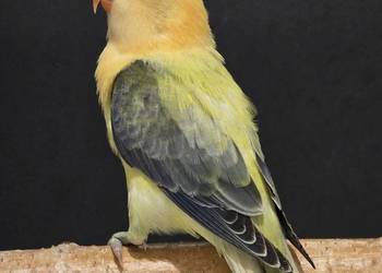 Nierozłączki Fischer młode do oswojenia jak I Dojrzałe na lęgi nierozłączka