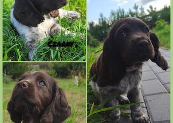 Polski Spaniel Myśliwski -  Psy Artemidy FCI -  szczenięta