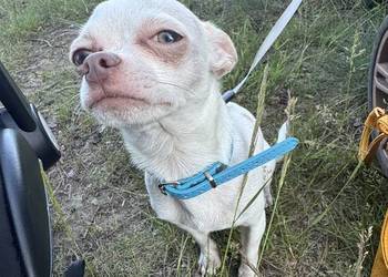 chihuahua XS roczny albinos wabi się gizmo