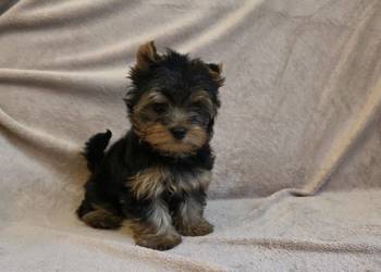 York piesek yorkshire terrier piesek rasy york rasowy z rodowodem