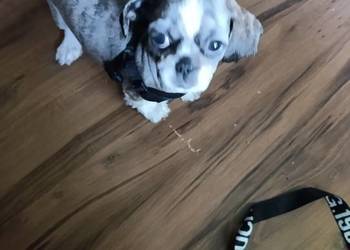 Szczeniak shih tzu ma rodowut szepienia i ma czipa