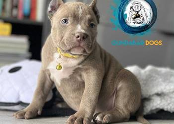 American Bully suczka ABKC