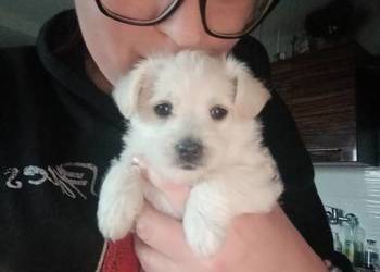 Śliczna suczka pół maltanka