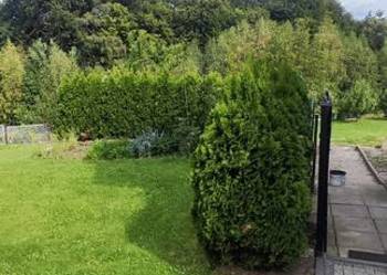 Thuja tuja cyprysy cyprys