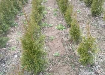 Tuja szmaragd wysokość 80 cm -100 cm