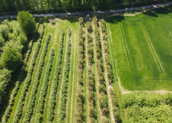Działka rolno-budowlana w Kamieniu Kolonii. Działka rolno-budowlana w Kamieniu Kolonii.