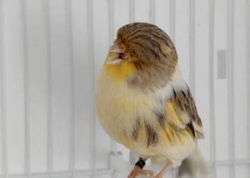 Kanarek Gloster samica.