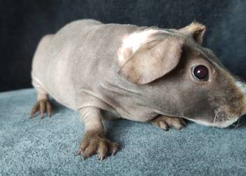 Świnka morska cavia skinny Baldwin US Teddy z hodowli