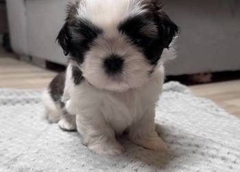 Shih Tzu samiec suka chłopczyk dziewczynka przebadane