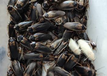 Karaczan Argentyński B. Dubia 250sztuk