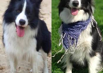 Zapowiedź miotu border collie ZkwP/FCI
