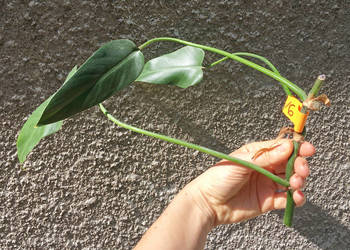 Philodendron filodendron Emerald Queen sadzonka cięta nr 6