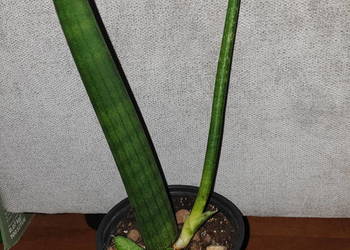 Sansewieria cylindryczna, gruba nr 2