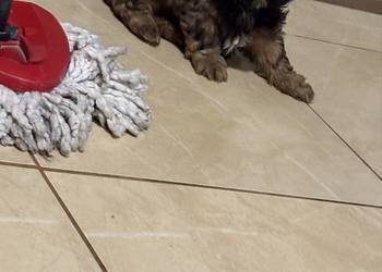 Suczka shih tzu