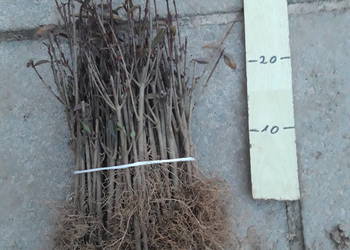 Ligustr liguster tani żywopłot 100 sztuk sadzonek