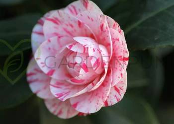 Kamelia Japońska Zimozielone Pięknie Pachnie