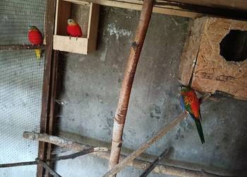 Sprzedam papugi z zdjęcia