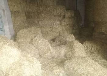 Siano w kostkach i słoma w belach 120 x 120 przechowywana w stodole