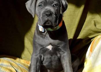 Cane Corso sunia  Ksin Fargo Fci