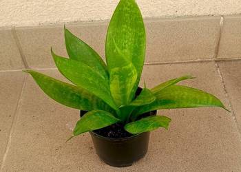 Sansewiera Hahnii, kwiat doniczkowy.