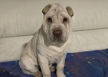 Shar Pei ZKwP/FCI
