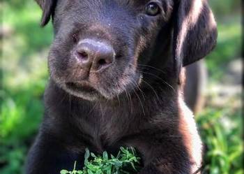 Labrador Retriever Czekoladowy