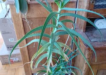 Aloes w doniczce duży .