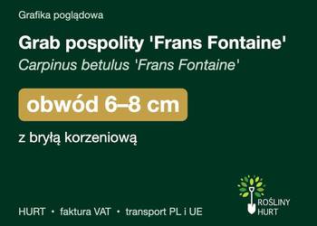 Grab pospolity 'Frans Fontaine' obwód 6-8 cm, z bryłą – HURT