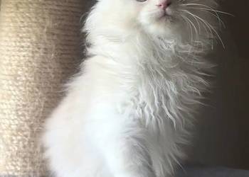 Maine Coon - kocięta po imporcie ! Linia Shaded !