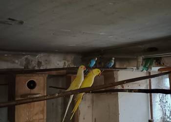 Sprzedam parę lęgową aleksandret żółtych lutino