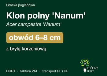 Klon polny 'Nanum' (Acer campestre) obwód 6-8 cm, z bryłą – HURT