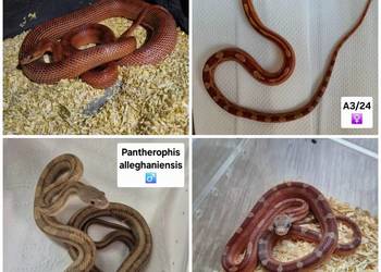 Węże zbożowe / mahoniowe / smugowy