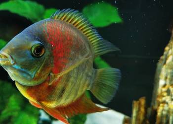 Pielęgnica Severum